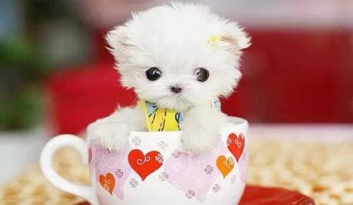 关爱宠物，从茶杯犬养护启程