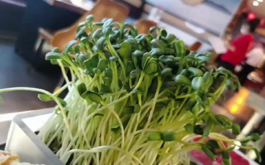别说你还没吃过芽苗菜！