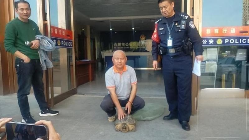 合肥环卫工捡到一只大龟 救助机构：是鳄龟，千万别放生