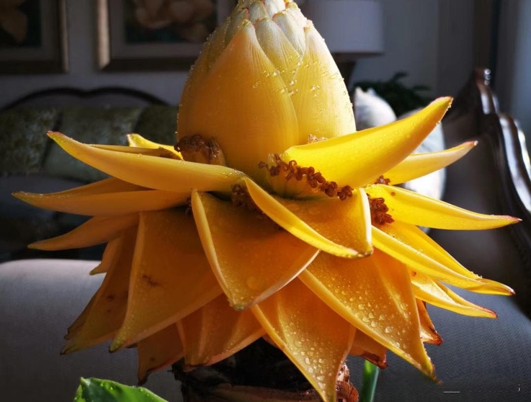 地涌金莲：佛教里的奇花异草