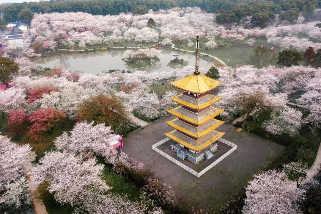 武汉东湖樱花园怎么玩？这份超全攻略让你轻松get满分体验！