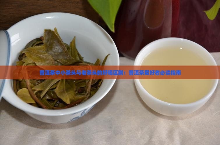 普洱茶中小茶头与老茶头的奥秘：一场味觉的探索之旅