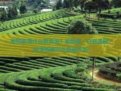 老班章用什么茶具泡？紫砂壶、白瓷盖碗，附泡茶技巧与品鉴方法