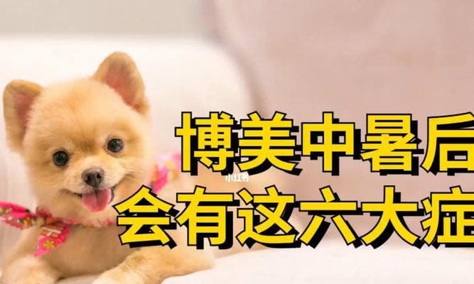 宠物狗狗中暑危险（室温40度下的中暑症状与预防措施）