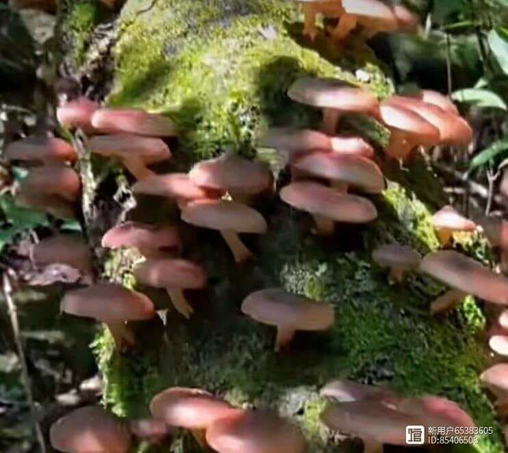 野生香菇：大自然的馈赠