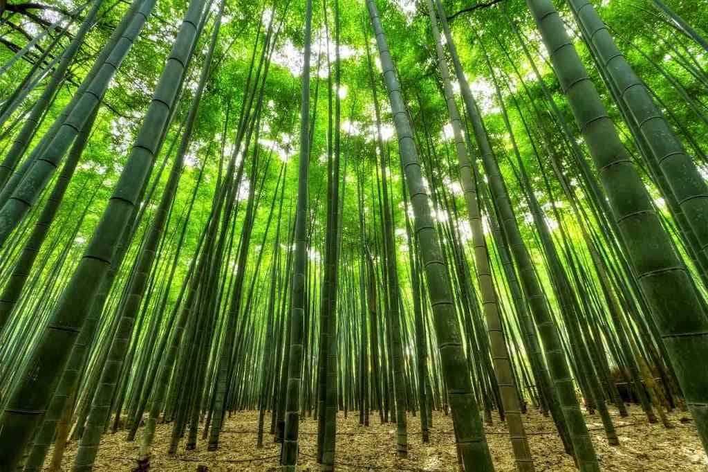 野外求生竹子生火法