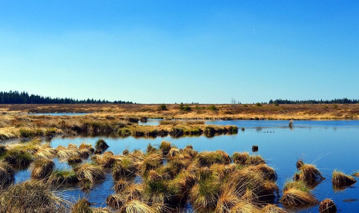 湿地：生物多样性的重要性、类型和效益