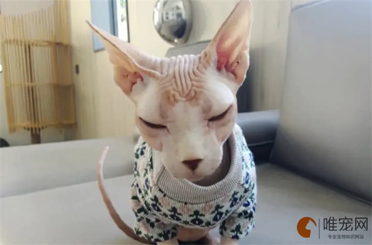 猫瘟是怎么引起的 如何预防