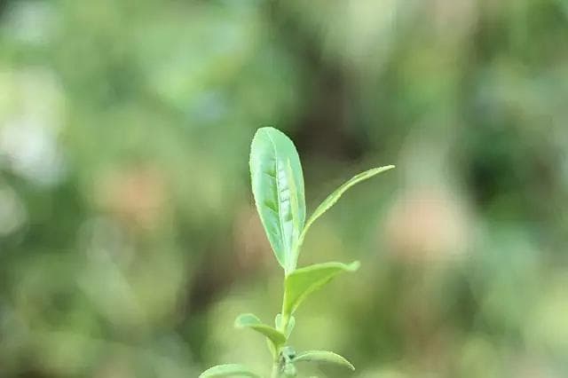 浅谈白茶制作工序中养茶环节产生的背景与意义