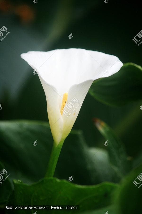 马蹄莲的花语：从纯洁爱情到圣洁信仰，东西方文化的共同诠释