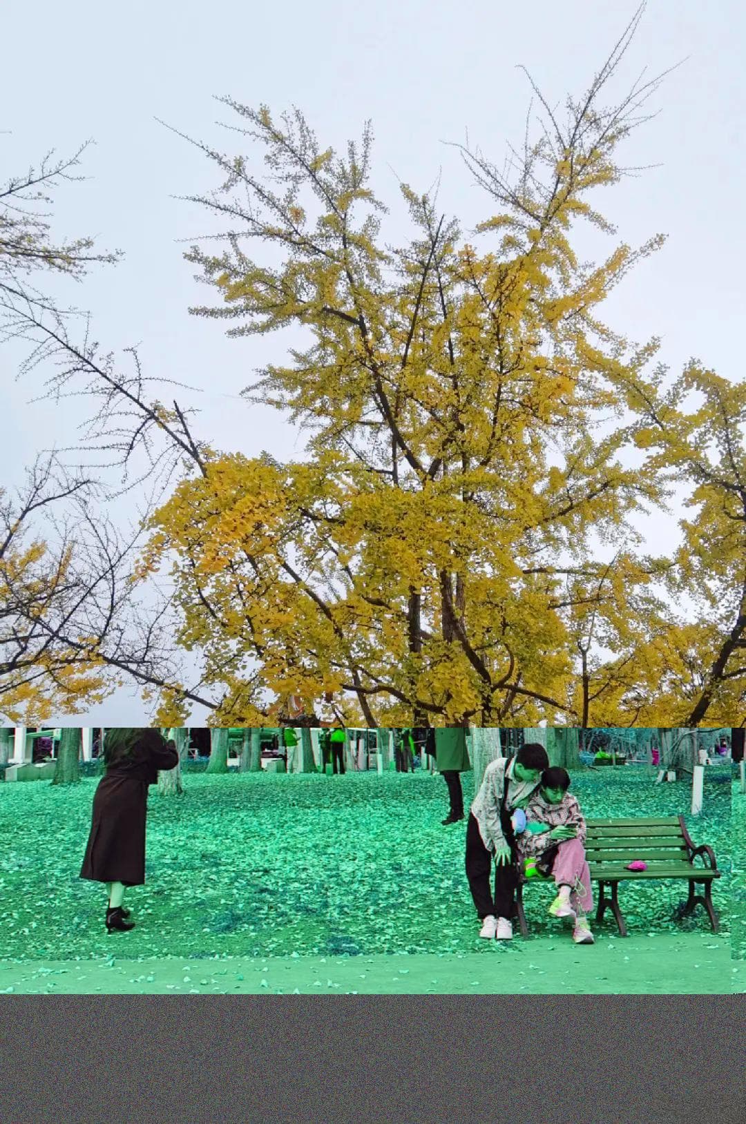 季节限定！昆明绝美银杏观赏拍照打卡点推荐，冲冲冲~