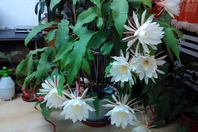 昙花一般在什么时候开花