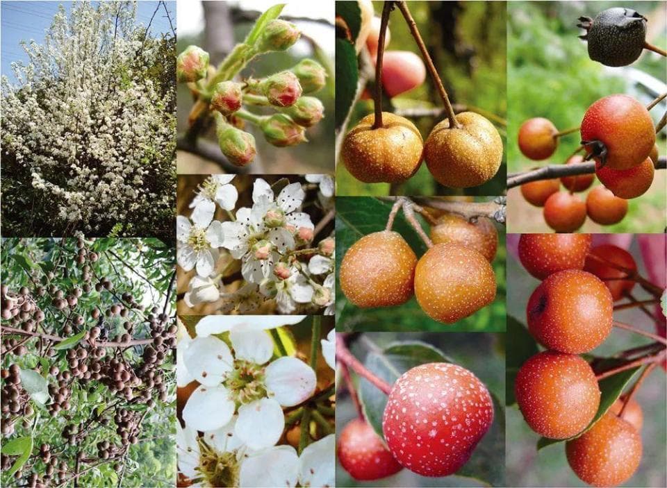 浙江大学滕元文教授团队：梨属植物的起源、多样性和品种分化