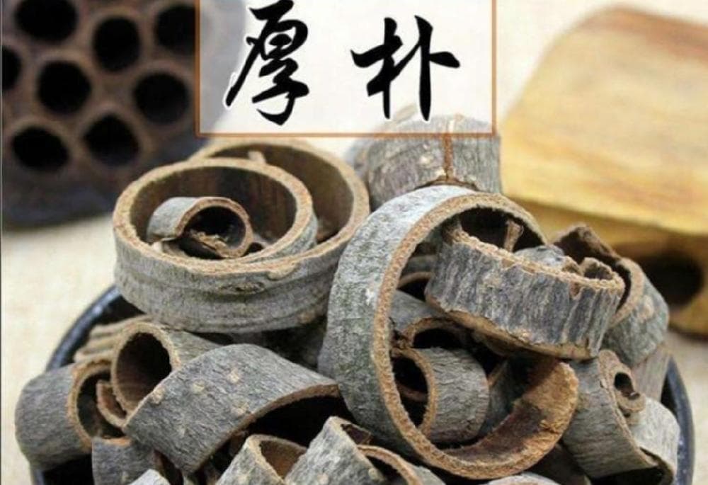 《本草精荟》：行气消胀要药——厚朴的功效与应用