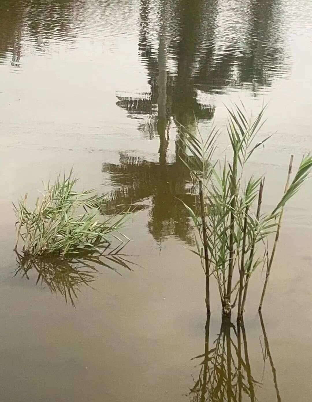 超级芦竹在新疆种植的优势与重要性