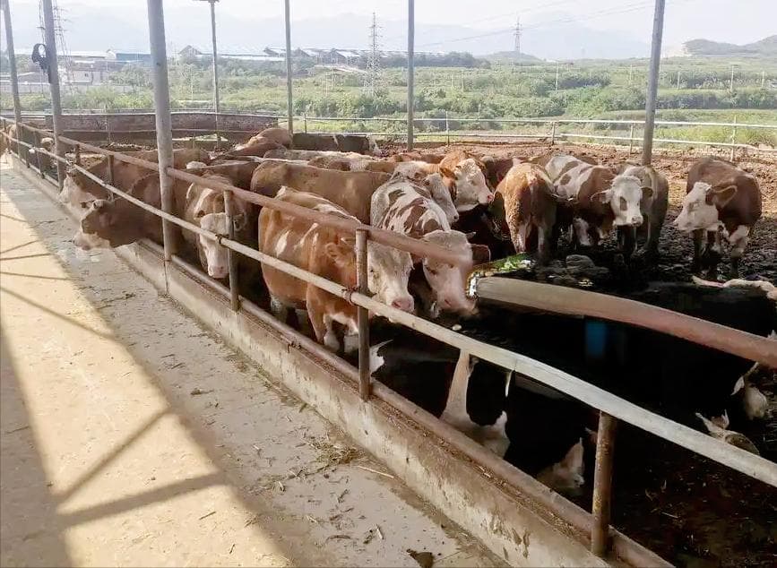 23元/斤！牛肉价格大跳水！近10年新低，该不该禁止进口牛肉？