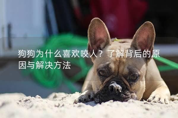 狗狗为什么喜欢咬人？了解背后的原因与解决方法