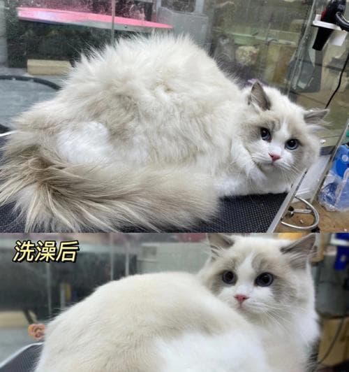 猫咪洗澡全指南：从幼猫到成年的正确洗澡方式