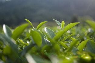 碧螺春茶叶价格全解析：从特级到普通级别，教你辨别好茶