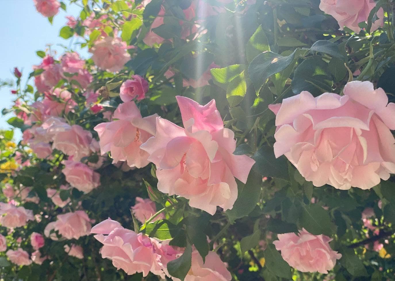 有一个院子，一定要养的4种花，年年开花，生活过得像诗一样