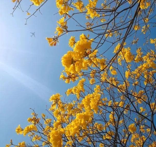 霸屏朋友圈！黄花风铃木不只绿化，其实“金贵”“享誉海外”