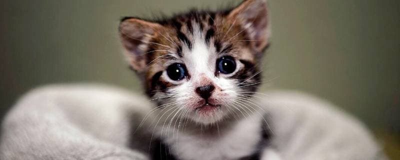 猫能洗澡吗