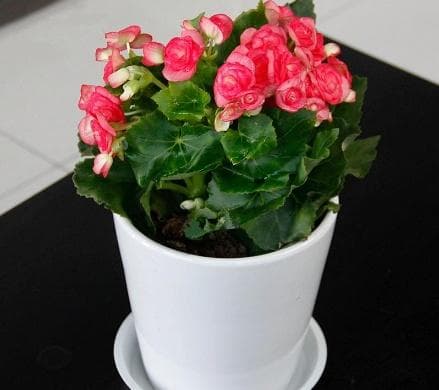 秋海棠花好养吗（秋海棠的养护小窍门）