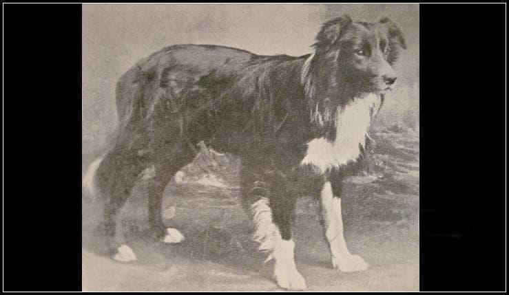 边境牧羊犬百科——边境牧羊犬简介
