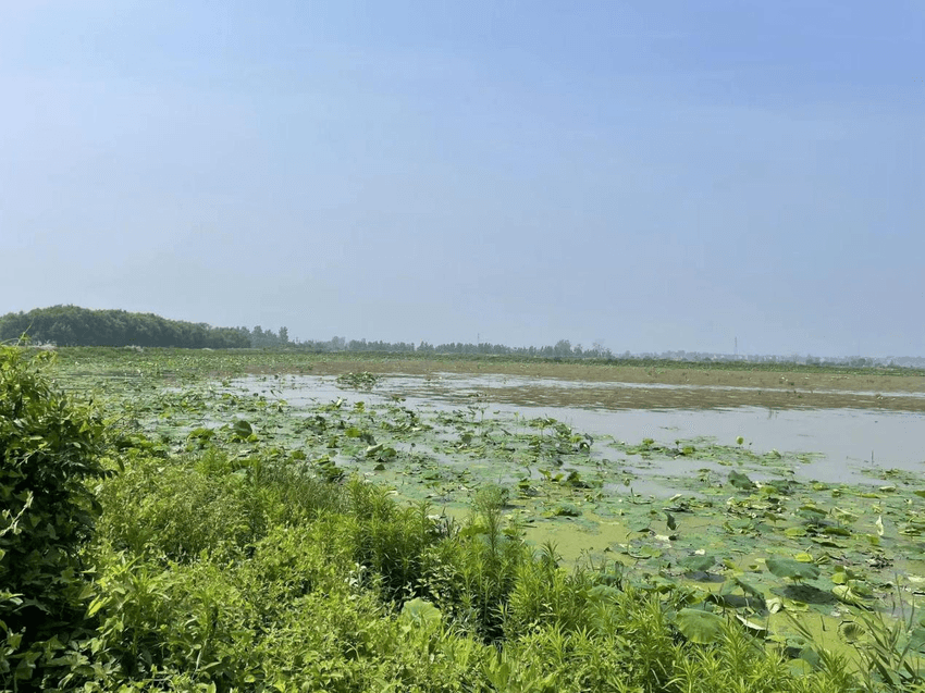 黄石市阳新县：“变”坑塘为耕地，“整”出富民良田