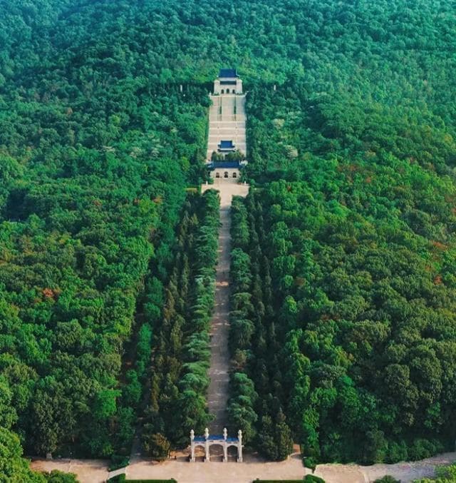 南京城种满梧桐树, 市树却是雪松, 城内梧桐树多, 城外江宁是江宁