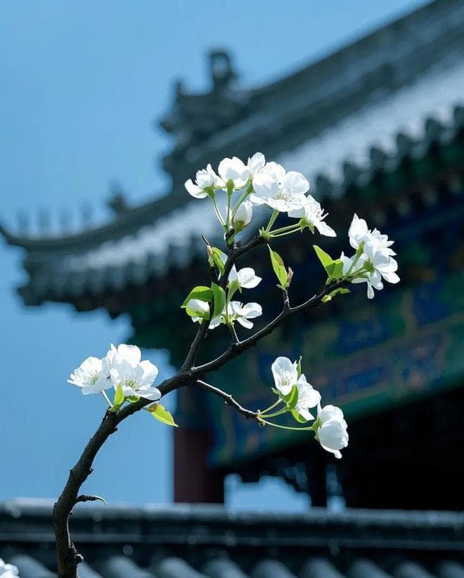 春风拂面，梨花似雪：古典诗词中的梨花意象