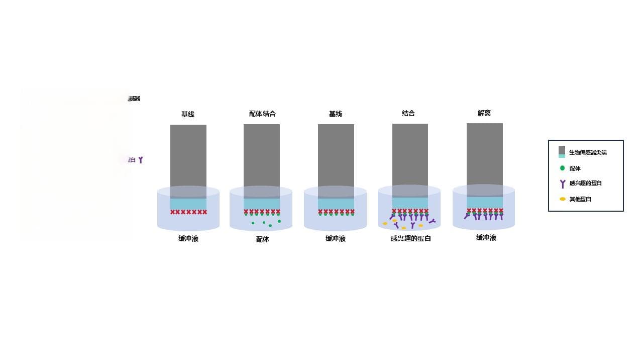 蛋白质互作常见应用之——生物层干涉技术（BLI）