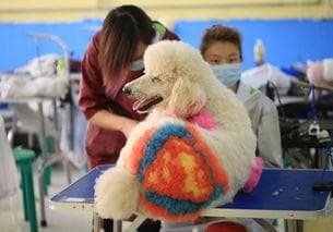 宠物美容师工资揭秘：平均薪资与行业前景全解析