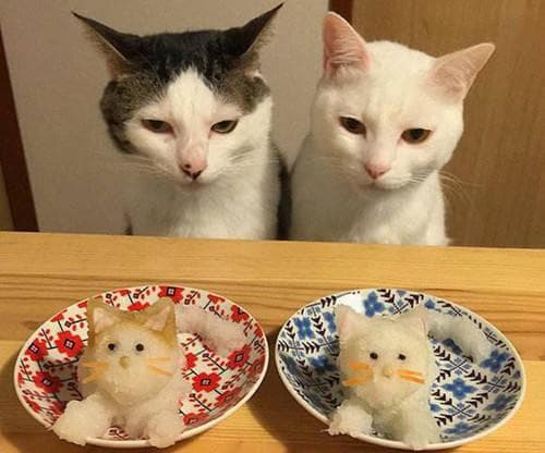猫咪发腮需注意营养均衡，适量运动。