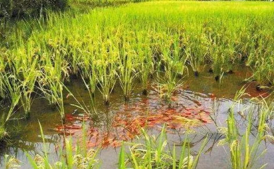 永清县鱼菜共生种养循环生态技术：优势、困境与建议