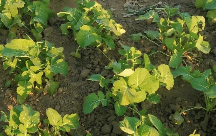 油菜病虫害防治措施有哪些？
