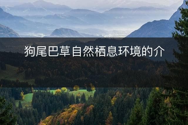 狗尾巴草自然栖息环境的介绍
