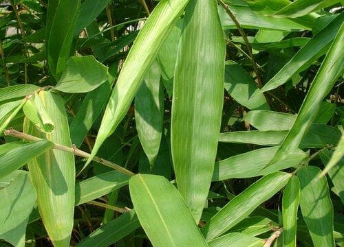 箬叶是什么植物的叶子