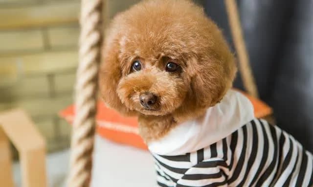泰迪犬可以吃花生吗？需要注意哪些事项？
