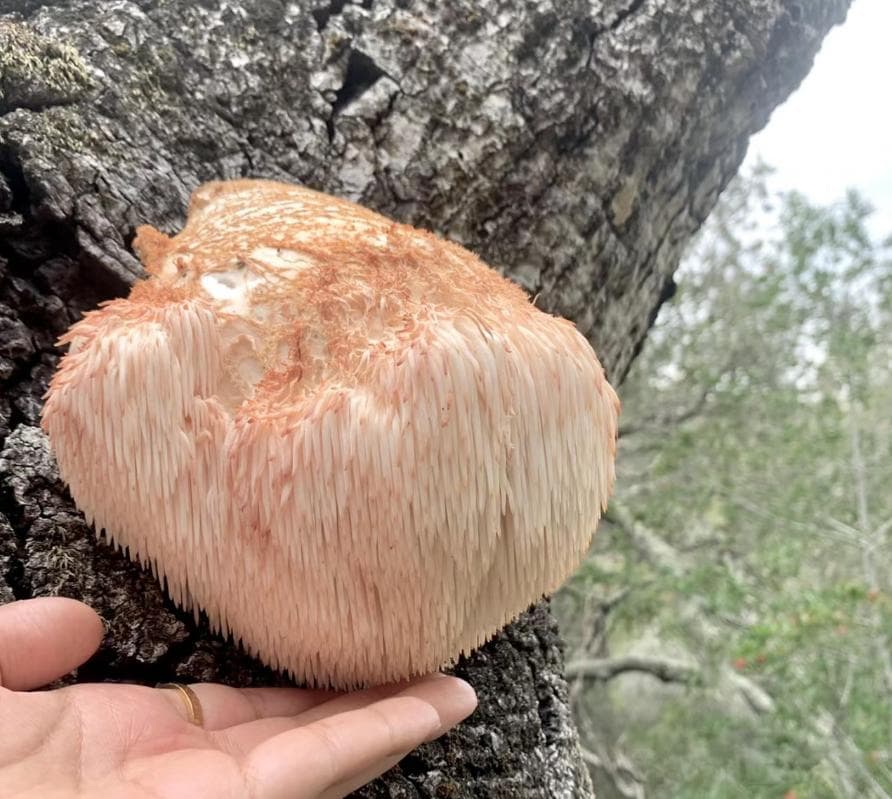 猴头菇：珍贵的山珍，药食两用的养生佳品