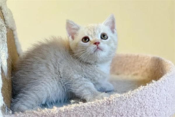 给猫咪喂益生菌的八大禁忌