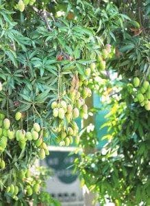 芒果长了黑色斑点还能吃吗？