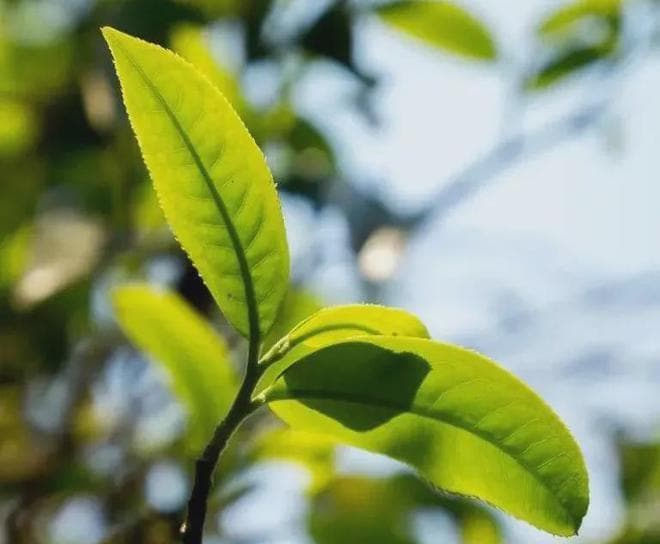 详解普洱茶茶树种类分类
