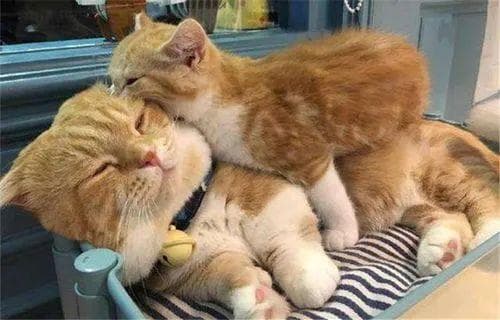 猫咪发烧怎么办？一文详解猫咪体温测量与发烧处理