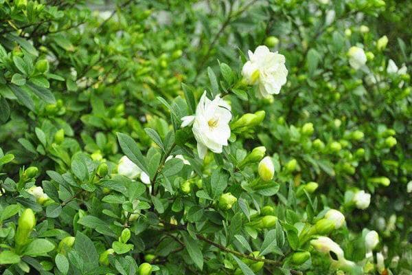 栀子花叶子发黄一勺醋解决