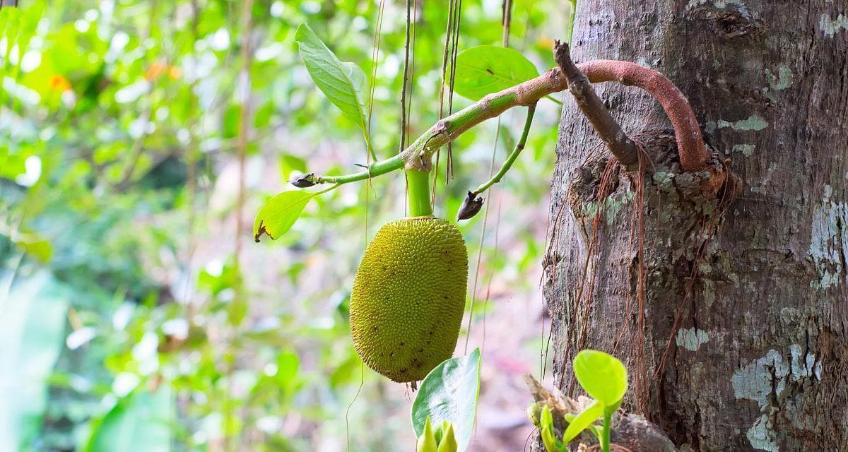 菠萝蜜适合在什么地方生长？菠萝蜜的种植环境条件是什么？