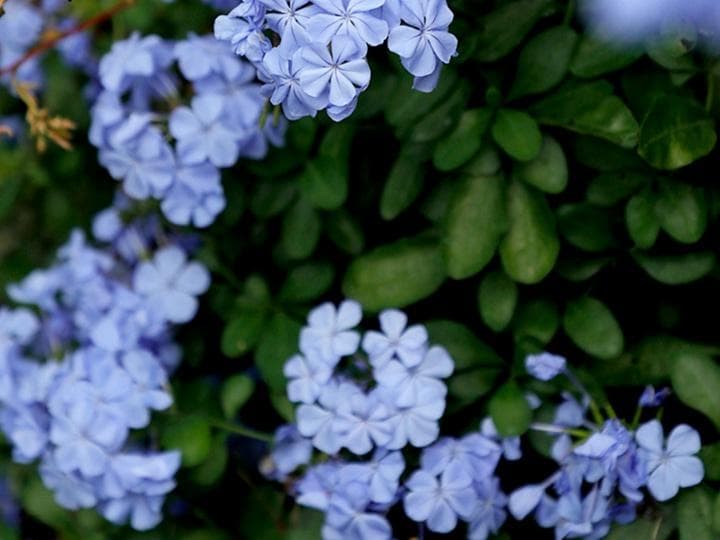 蓝雪花：从价格到养护的全方位指南