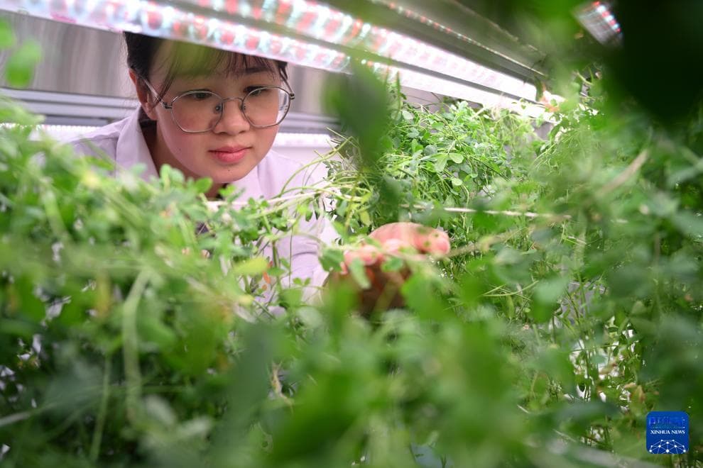中国经济样本观察·企业样本篇｜一棵草到万顷绿——蒙草以中国草种丰茂中国草原