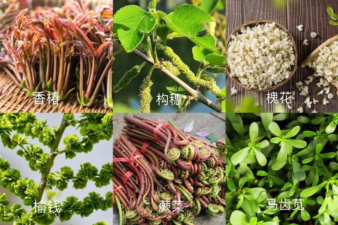 洛阳人的春天有多好吃？野菜盛宴带你领略十三朝古都的舌尖魅力