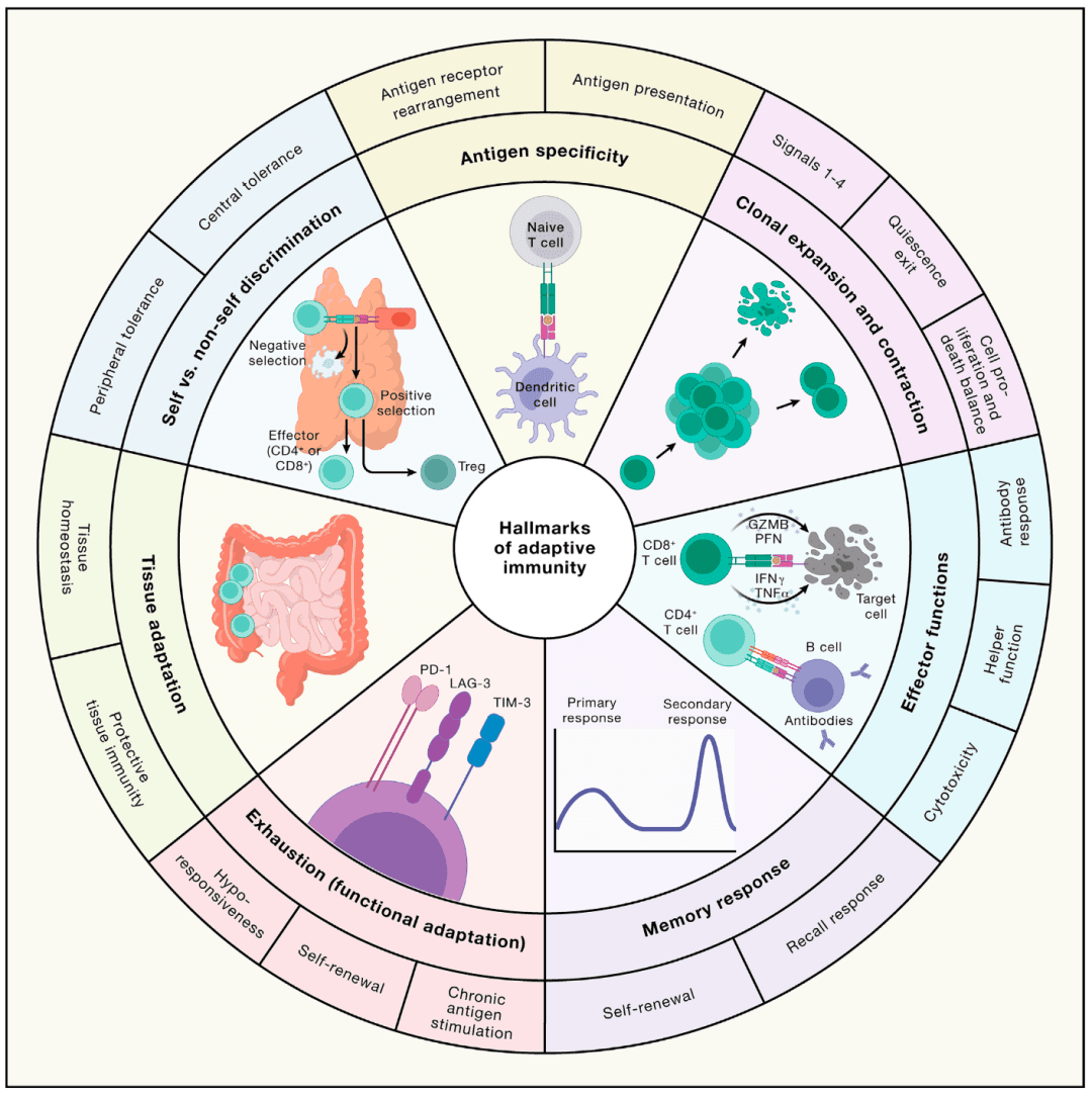 看透一个免疫过程：适应性免疫Adaptive Immunity